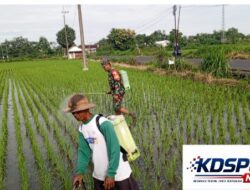 Babinsa Satrean Dampingi Perawatan Tanaman Padi,Wujudkan Ketahanan Pangan Masyarakat