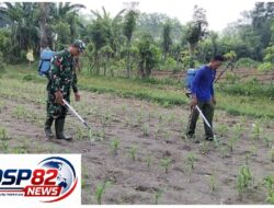 Babinsa Kandangan Dampingi Petani Lakukan Penyemprotan POC Untuk Tingkatkan Pertumbuhan Jagung