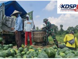 Pemanfaatan Lahan Kompi Produksi Kodim 0808/Blitar Di Srengat Sukses Panen 10 ton Semangka