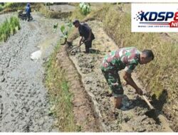 Sinergi Ketahanan Pangan,Babinsa Selorejo Turun Ke Sawah Bantu Bantu Warga Siapkan Lahan Padi
