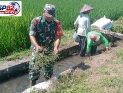 Sinergi Upsus Ketahanan Pangan,Serma Aminoto Bersama Poktan Margo Rukun Bersihkan Saluran Irigasi