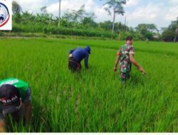 Optimalkan Pertumbuhan Padi,Babinsa Ngembul Bantu Petani Bersihkan Rumput Liar