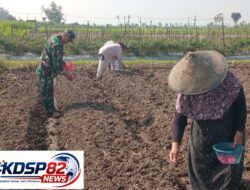 Wujudkan Ketahanan Pangan,Babinsa Pikatan Turun Ke Sawah Dampingi Petani Tanam Jagung