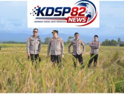 Kapolda Aceh Hadiri Panen Raya Padi Di Pidie,Wujud Sinergi TNI-Polri Dukung Swasembada Pangan Nasional