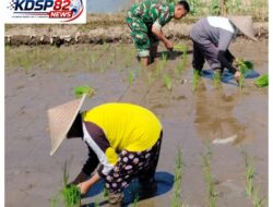 Sinergi Hanpangan,Babinsa Kotes Kopda Ari Wibowo Dampingi Petani Menanam Padi
