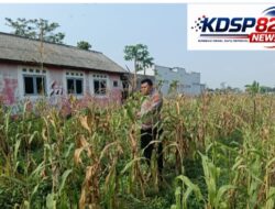 Personil Polsek Telagasari Cek Kondisi Tanaman Jagung Dukung Swasembada Pangan Nasional